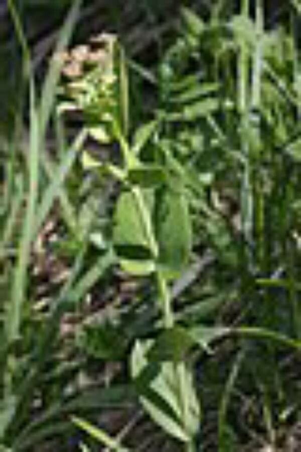 Bupleurum longifolium leaf