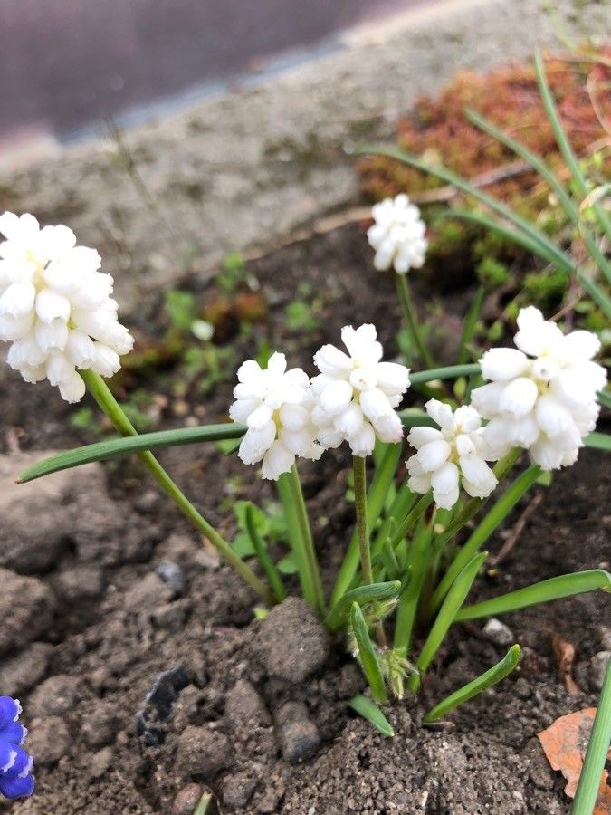 Muscari aucheri flower