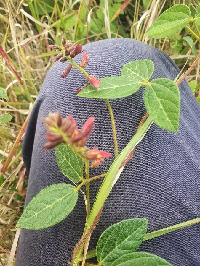 Rhynchosia usambarensis flower