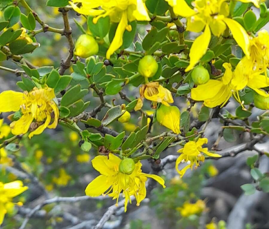 Larrea cuneifolia flower