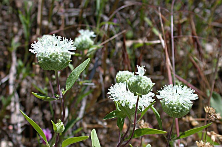 Monardella candicans — related species from the same genus