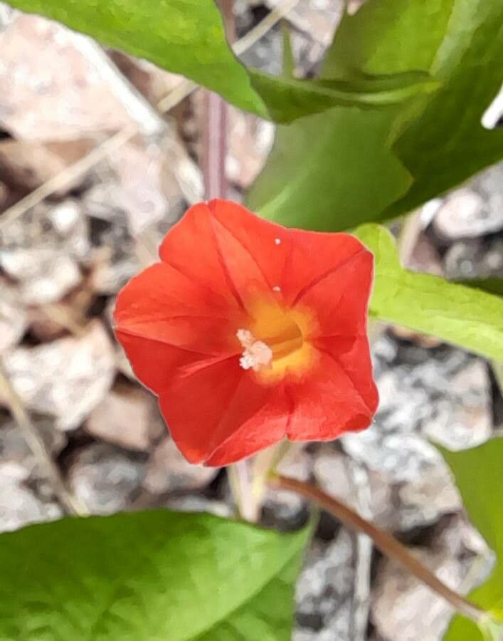 Ipomoea rubriflora flower