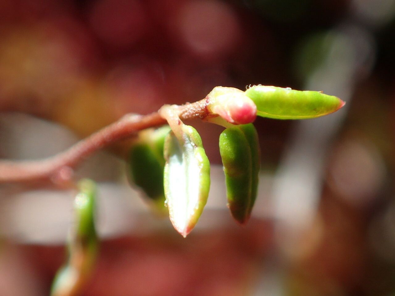 Vaccinium microcarpum — search result for 'Vaccinium'