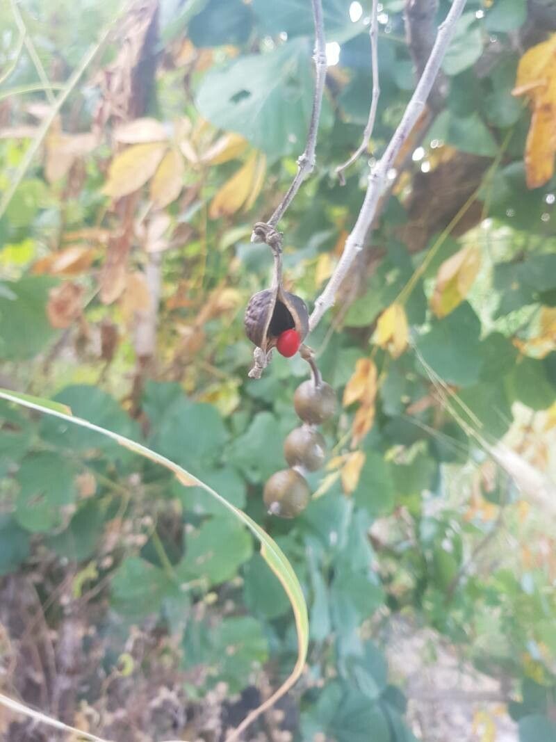Erythrina sigmoidea fruit