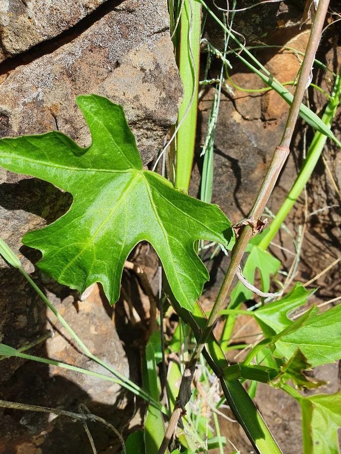Cissus cactiformis leaf