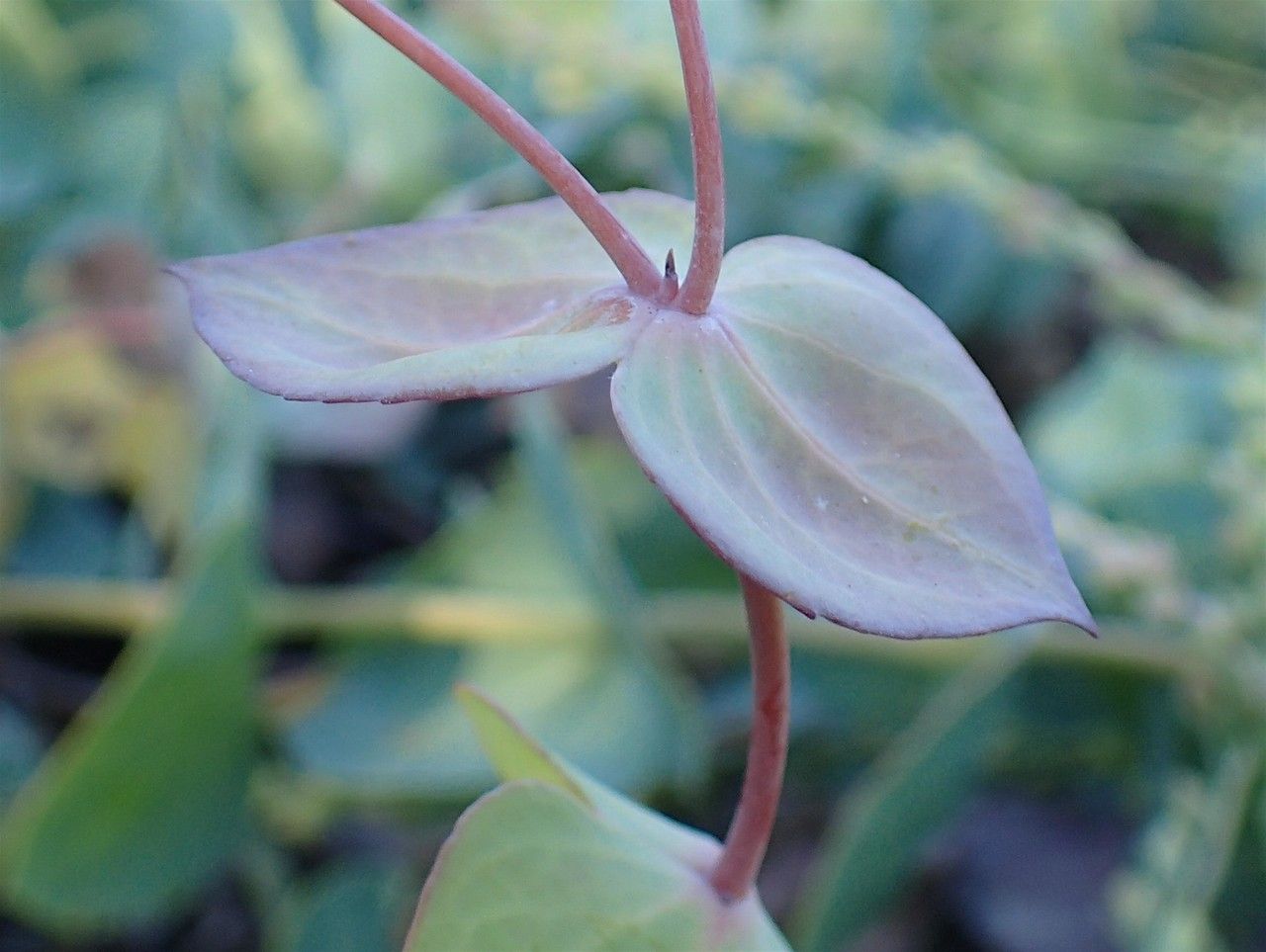 Veronica perfoliata flower