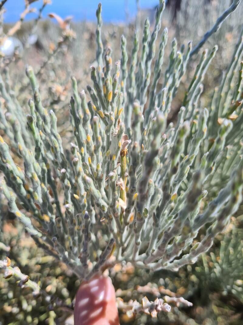 Genista benehoavensis — houseplant care guide