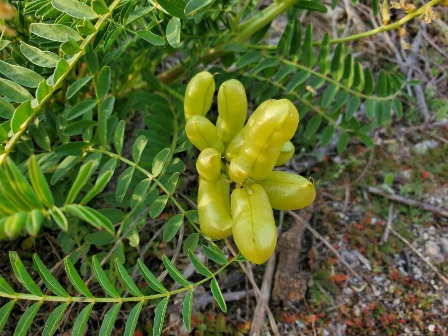 Astragalus pomonensis fruit