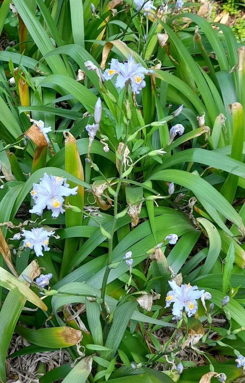 Iris japonica habit