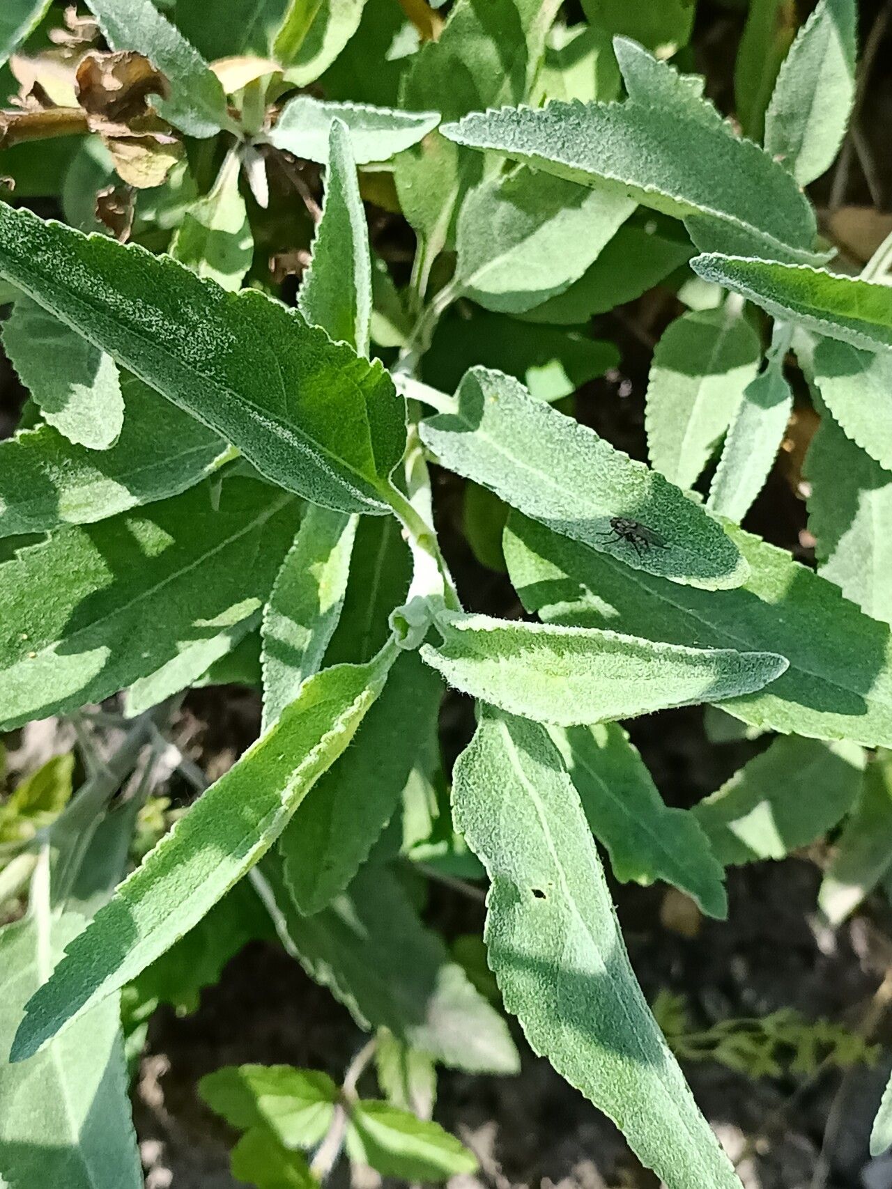 Veronica incana leaf