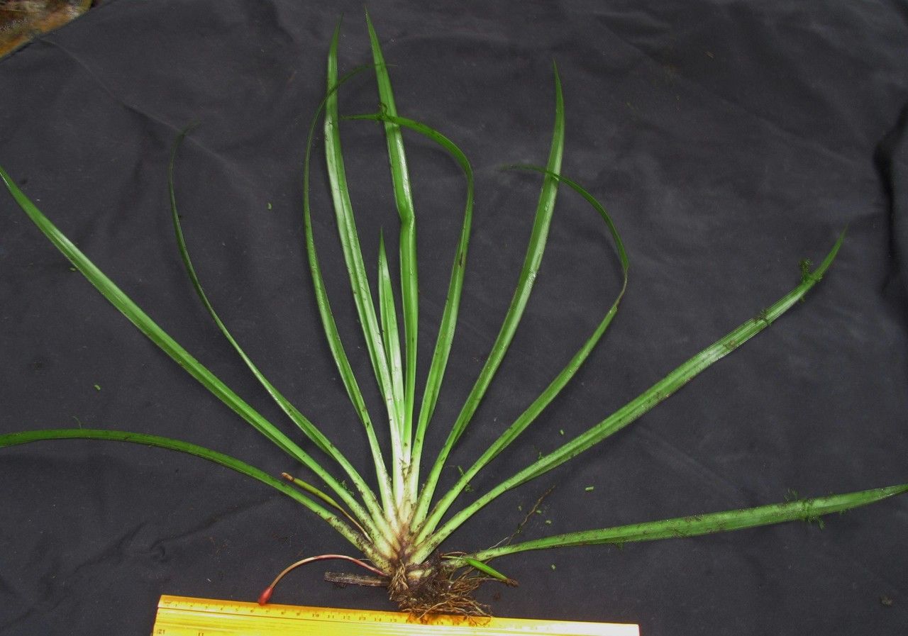 Maxillaria bicallosa other