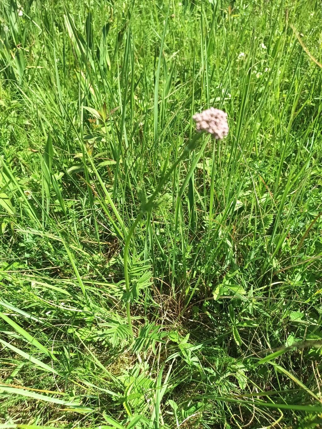 Valeriana stolonifera habit