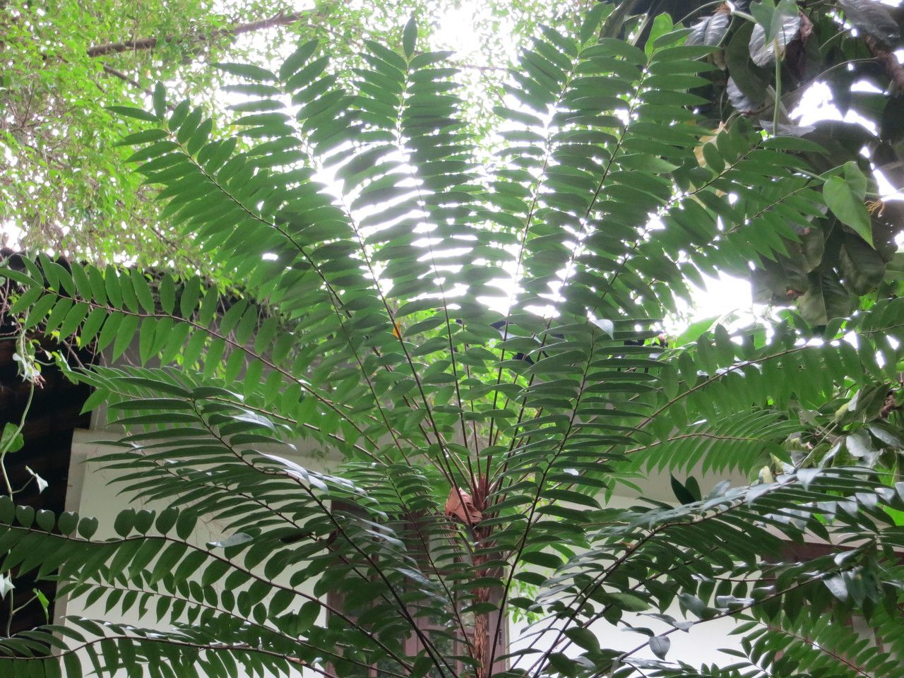 Eurycoma longifolia leaf