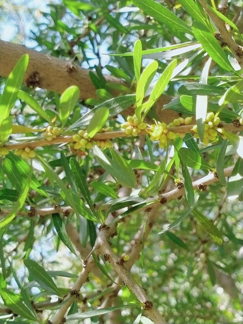 Sideroxylon spinosum flower