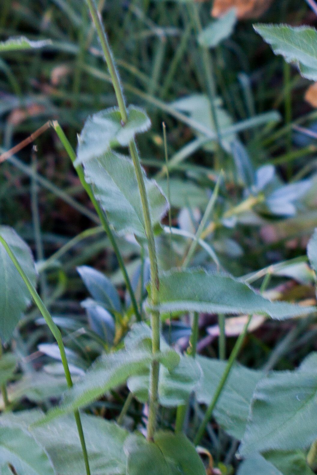 Hieracium picroides leaf