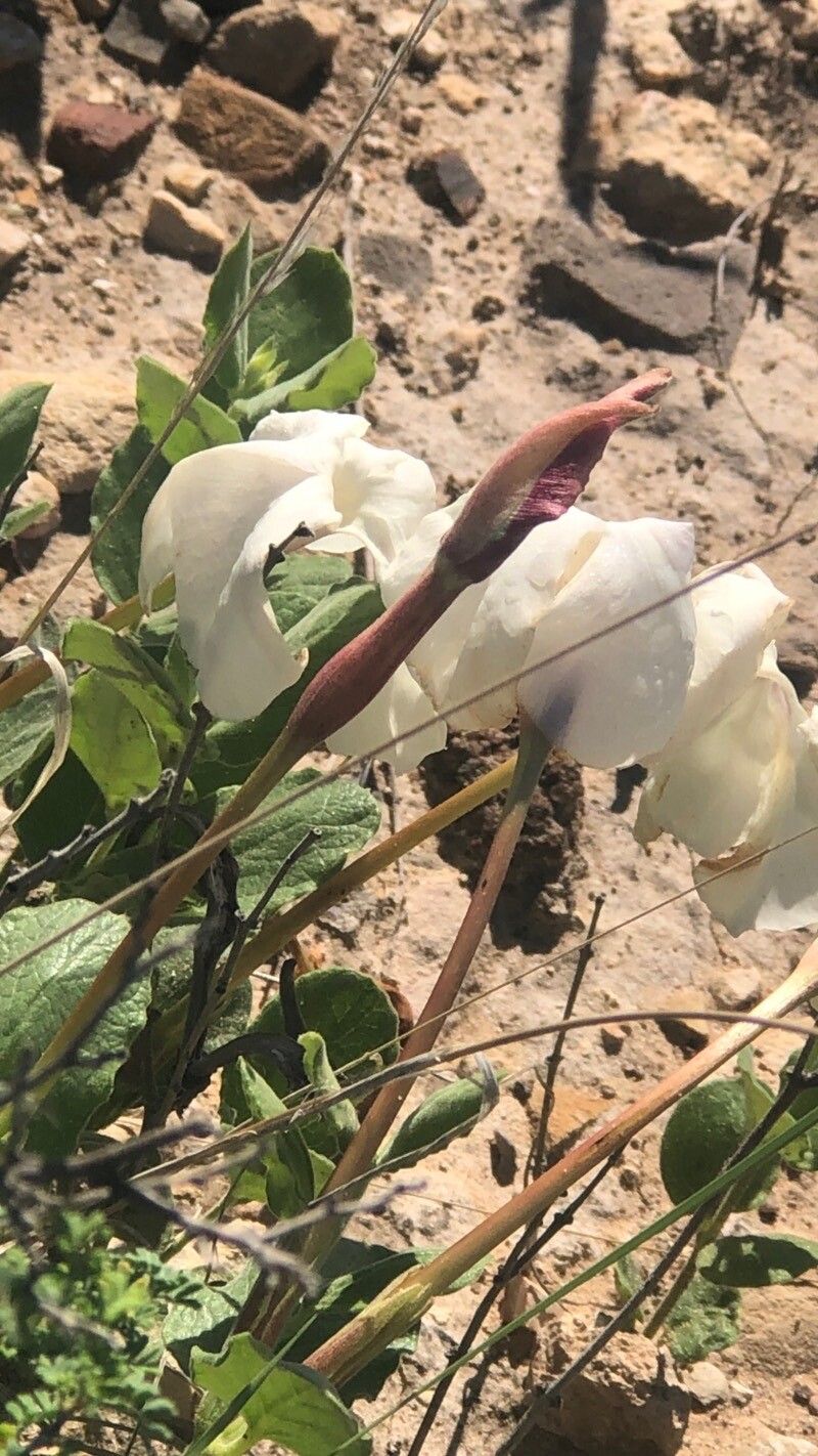 Mandevilla macrosiphon — houseplant care guide