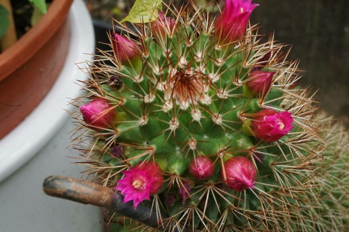 Mammillaria backebergiana flower