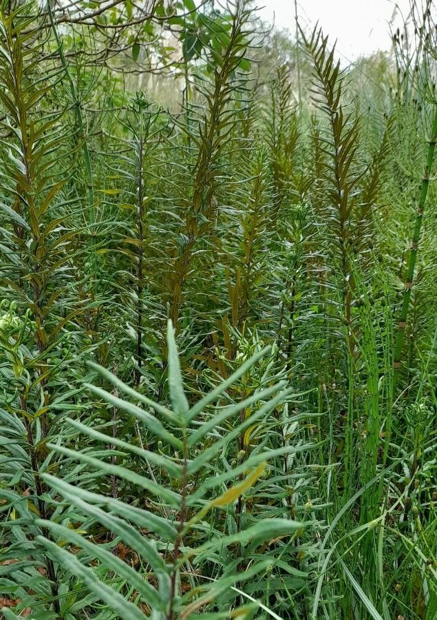 Pityrogramma trifoliata habit