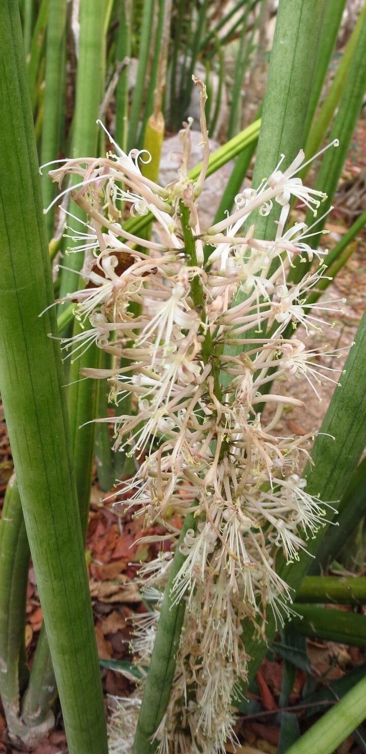 Sansevieria canaliculata flower