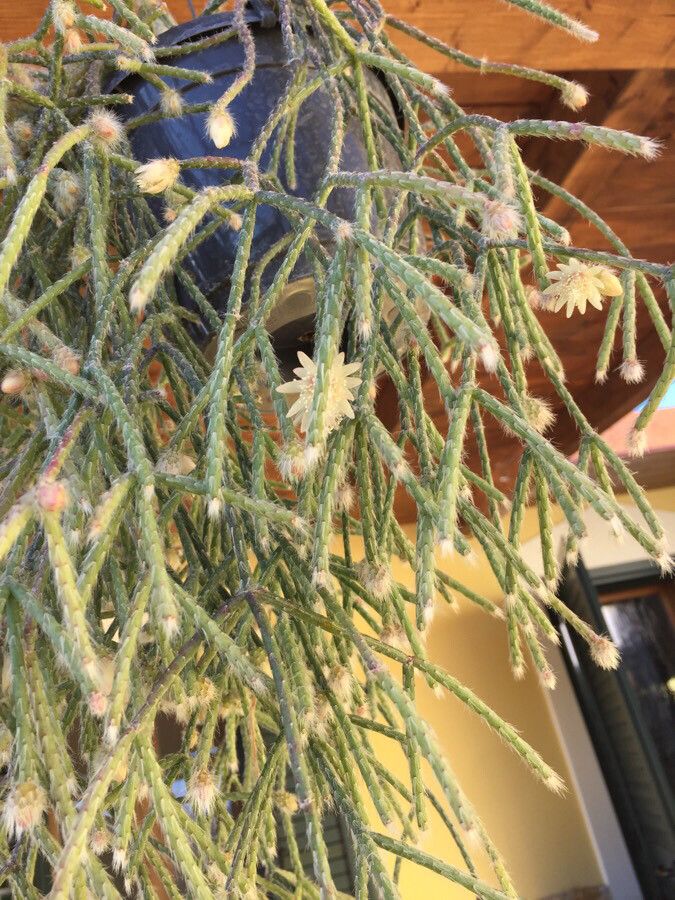 Rhipsalis pilocarpa flower