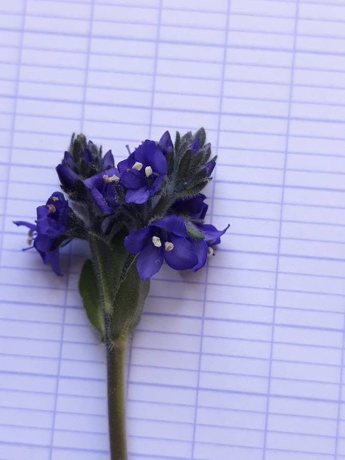 Veronica bellidioides flower