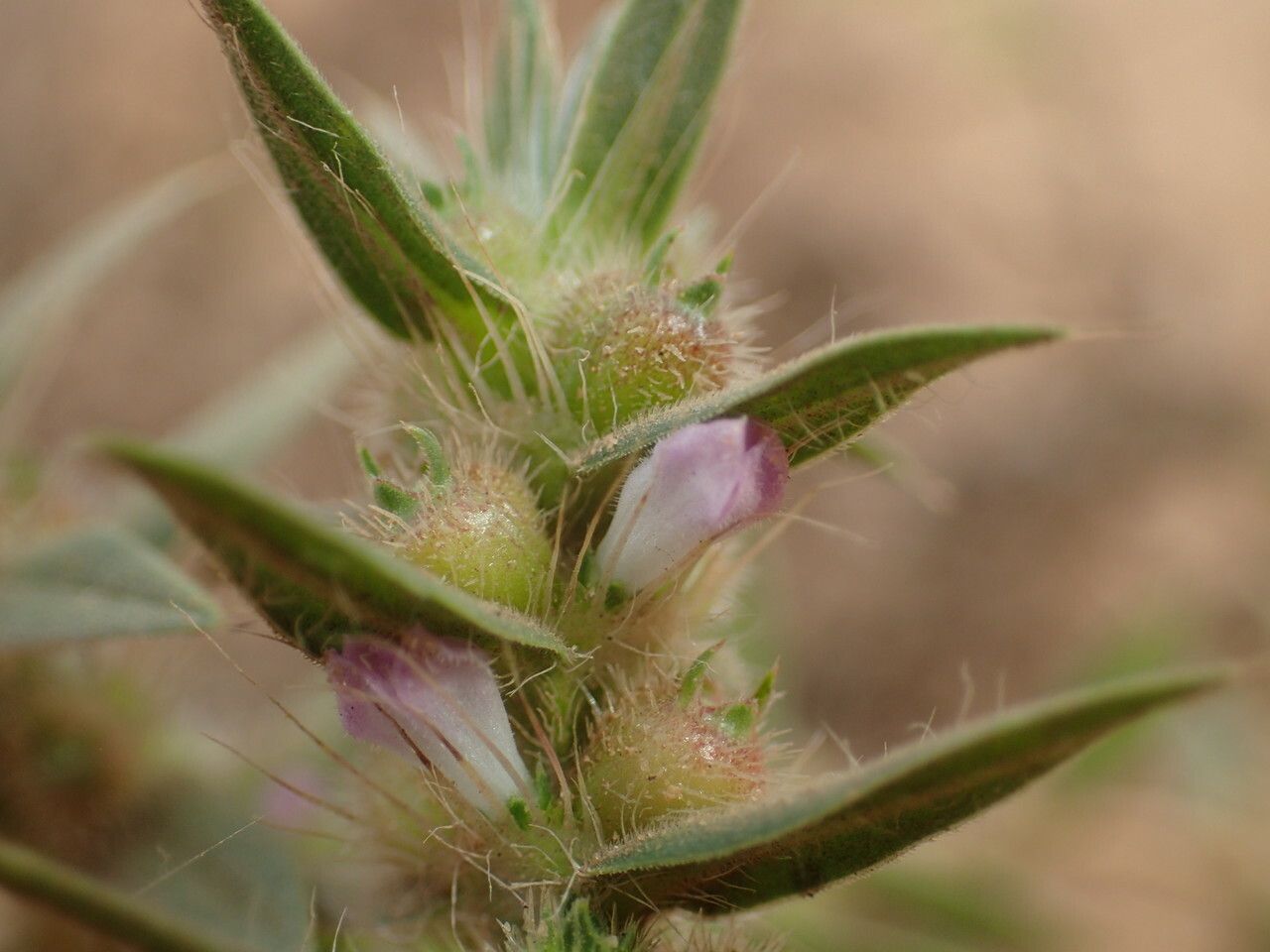 Diodella teres flower