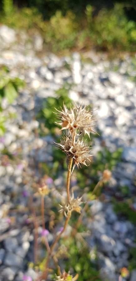 Galeopsis angustifolia fruit