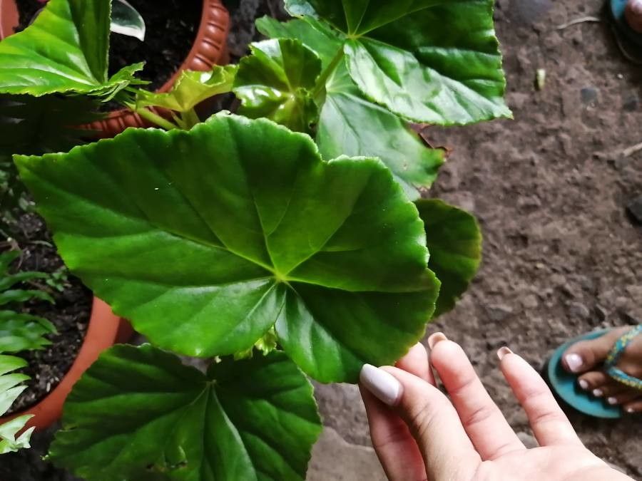 Begonia urophylla leaf