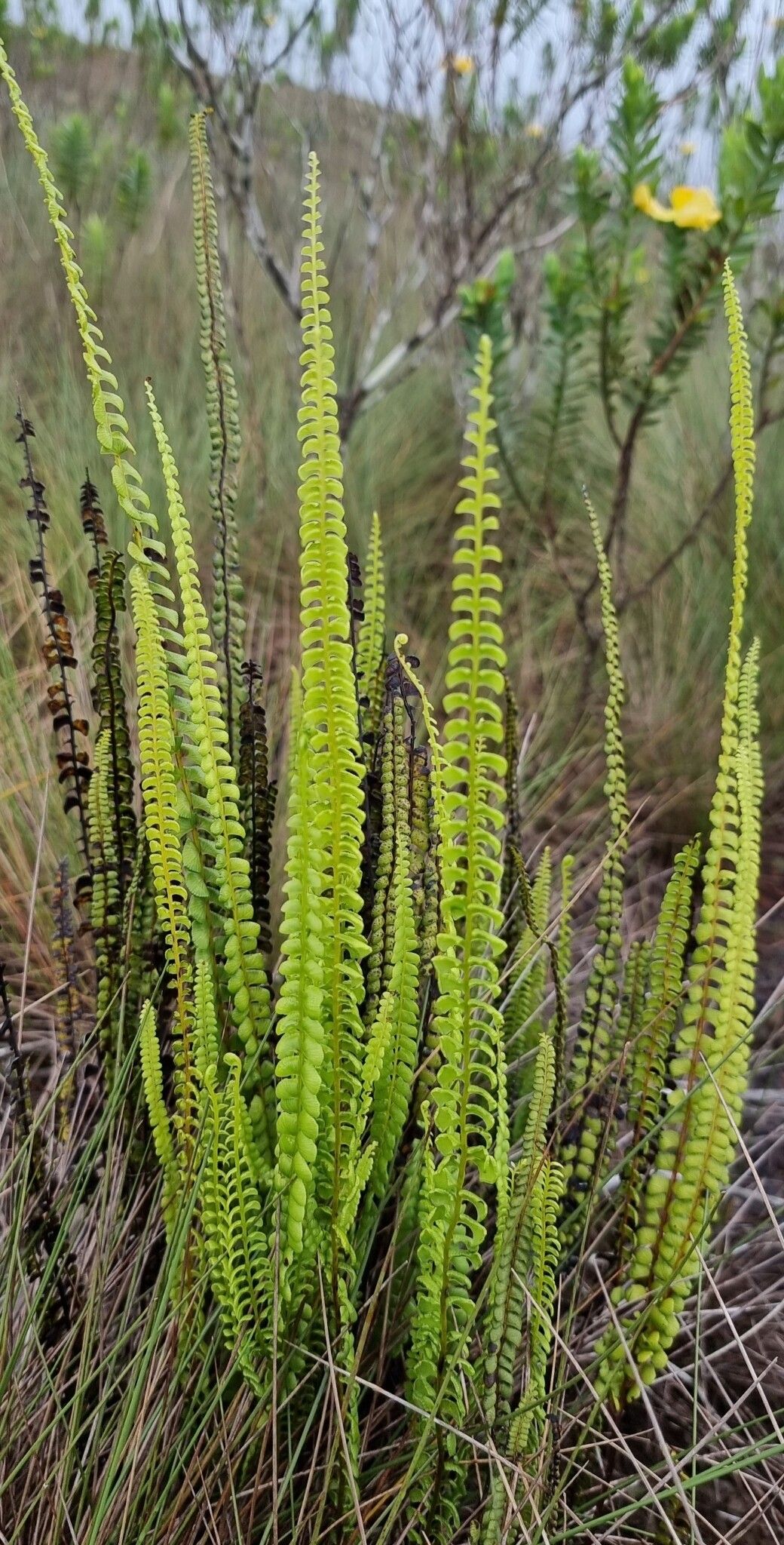 Lindsaea stricta habit