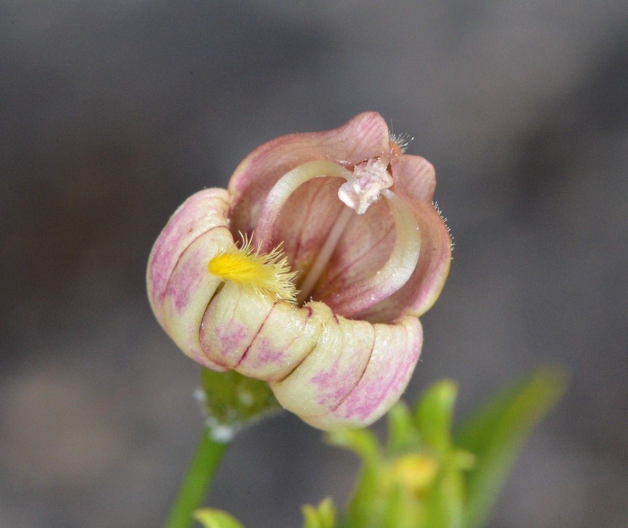 Keckiella lemmonii flower