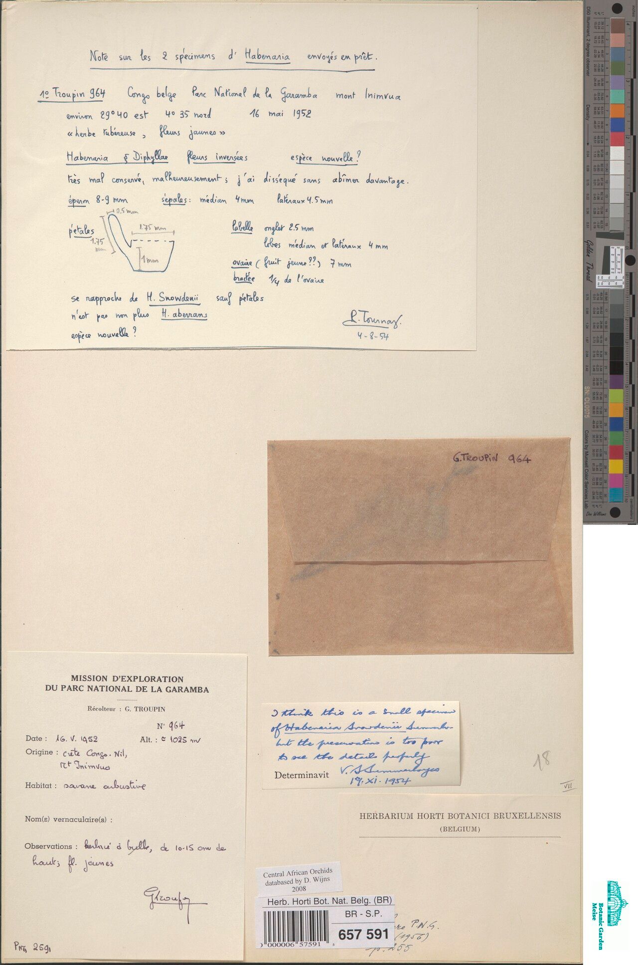 Habenaria snowdenii — houseplant care guide