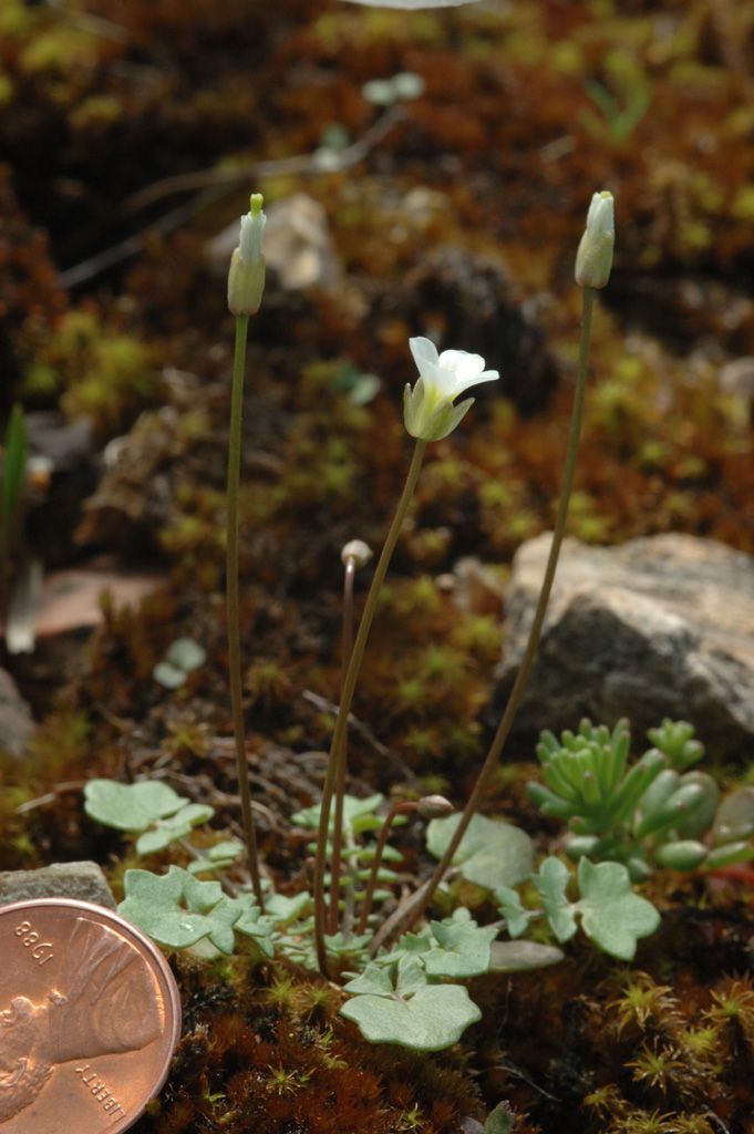 Leavenworthia uniflora habit