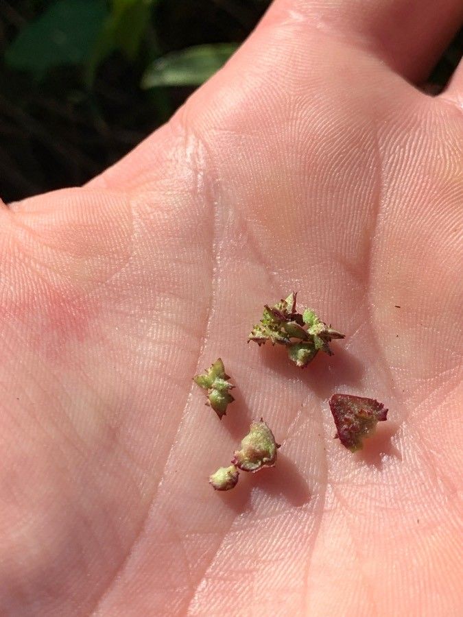 Atriplex glabriuscula fruit