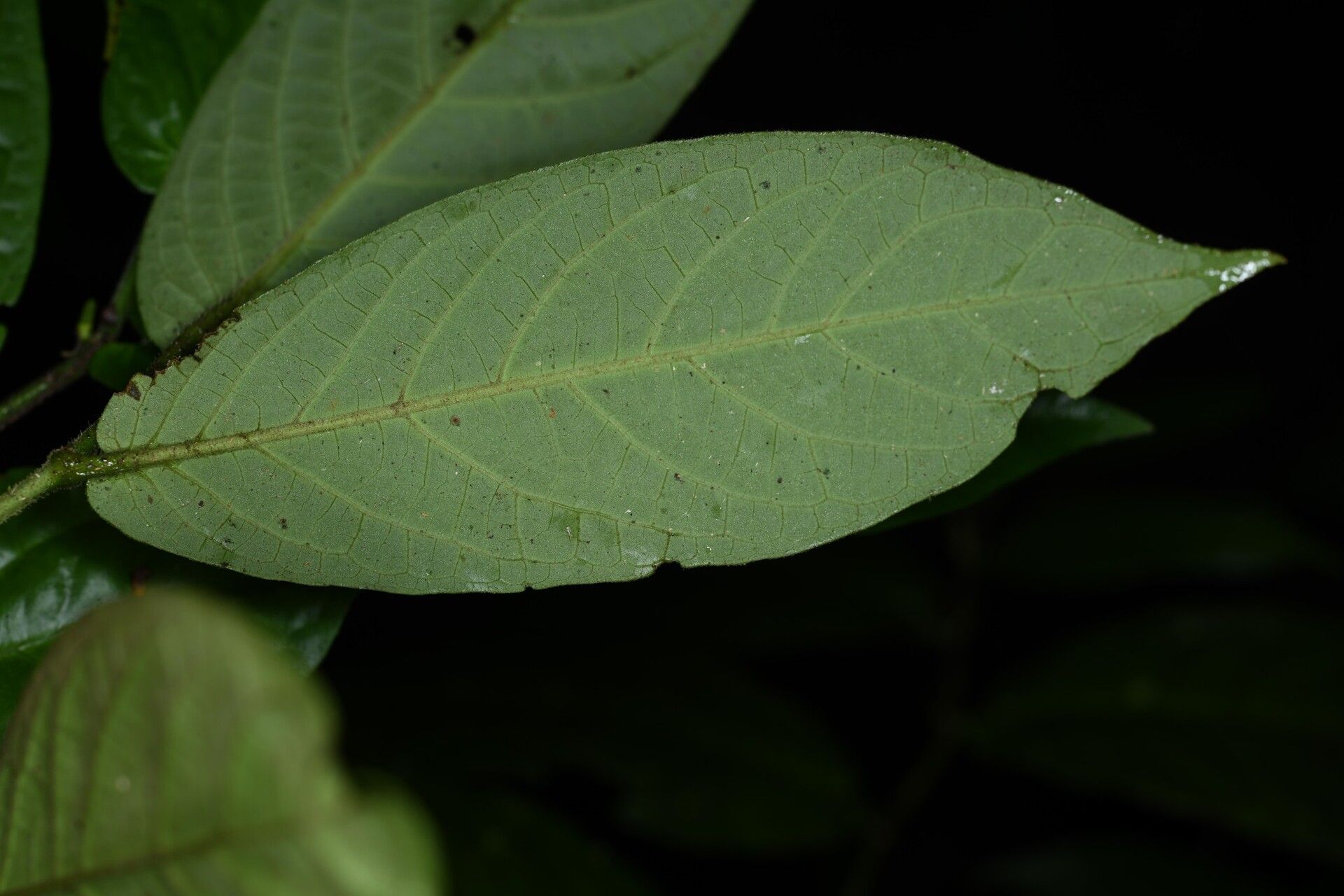 Piper demeraranum leaf