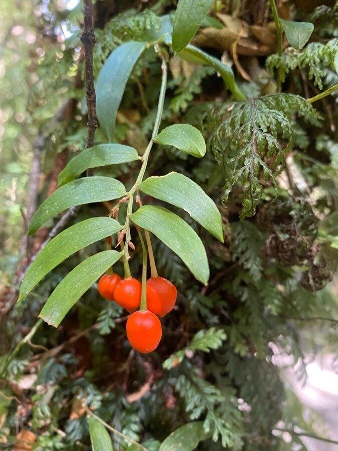 Luzuriaga radicans fruit