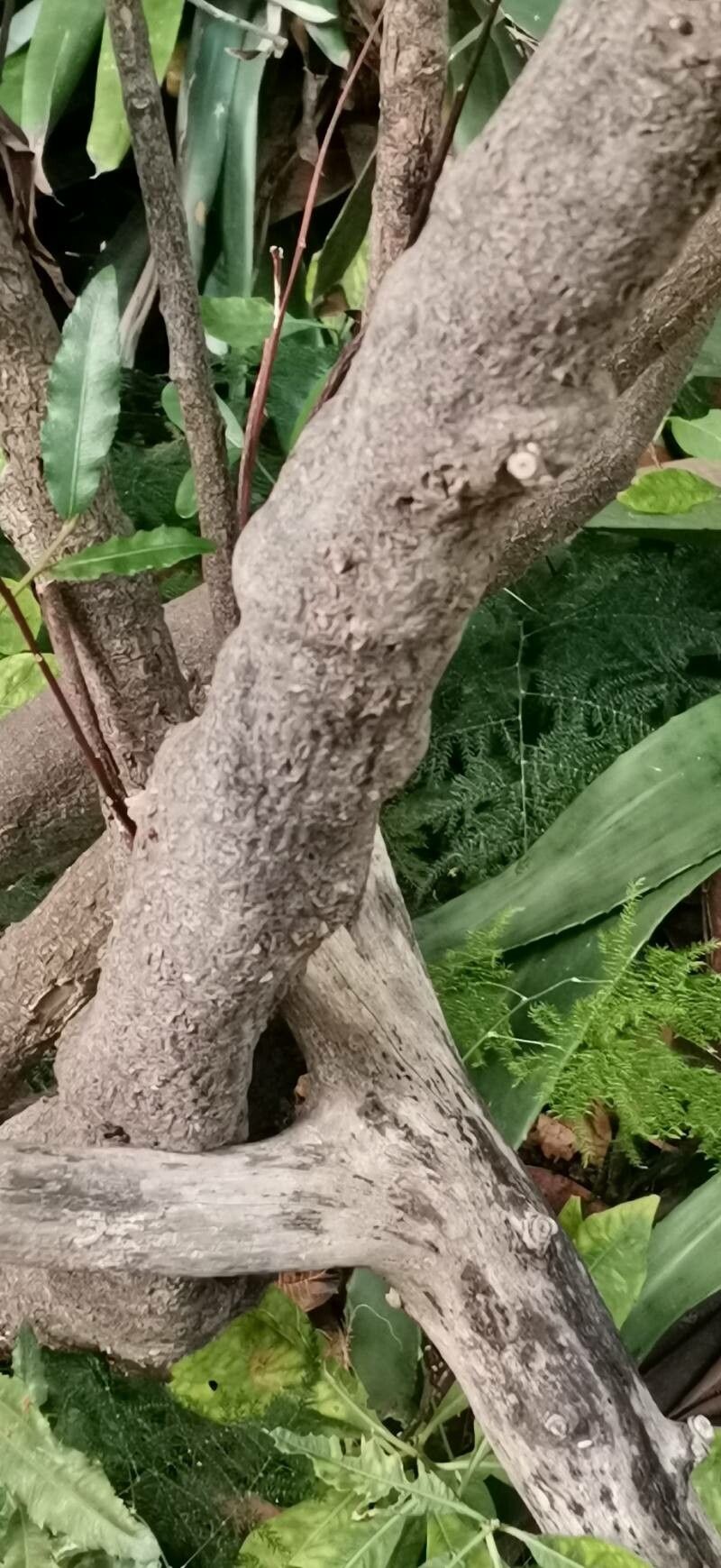 Solanum argenteum bark