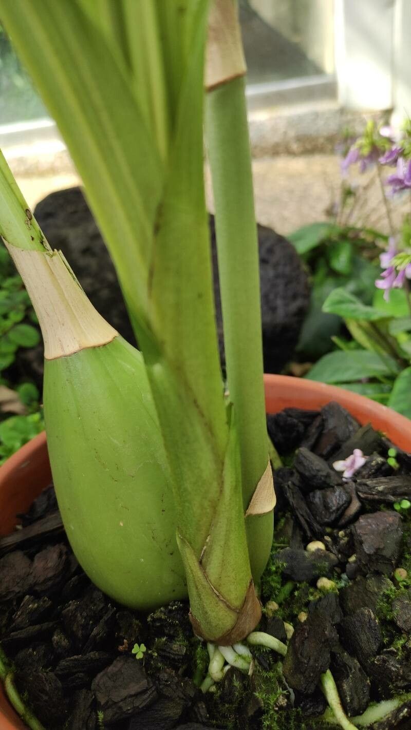 Peristeria elata habit