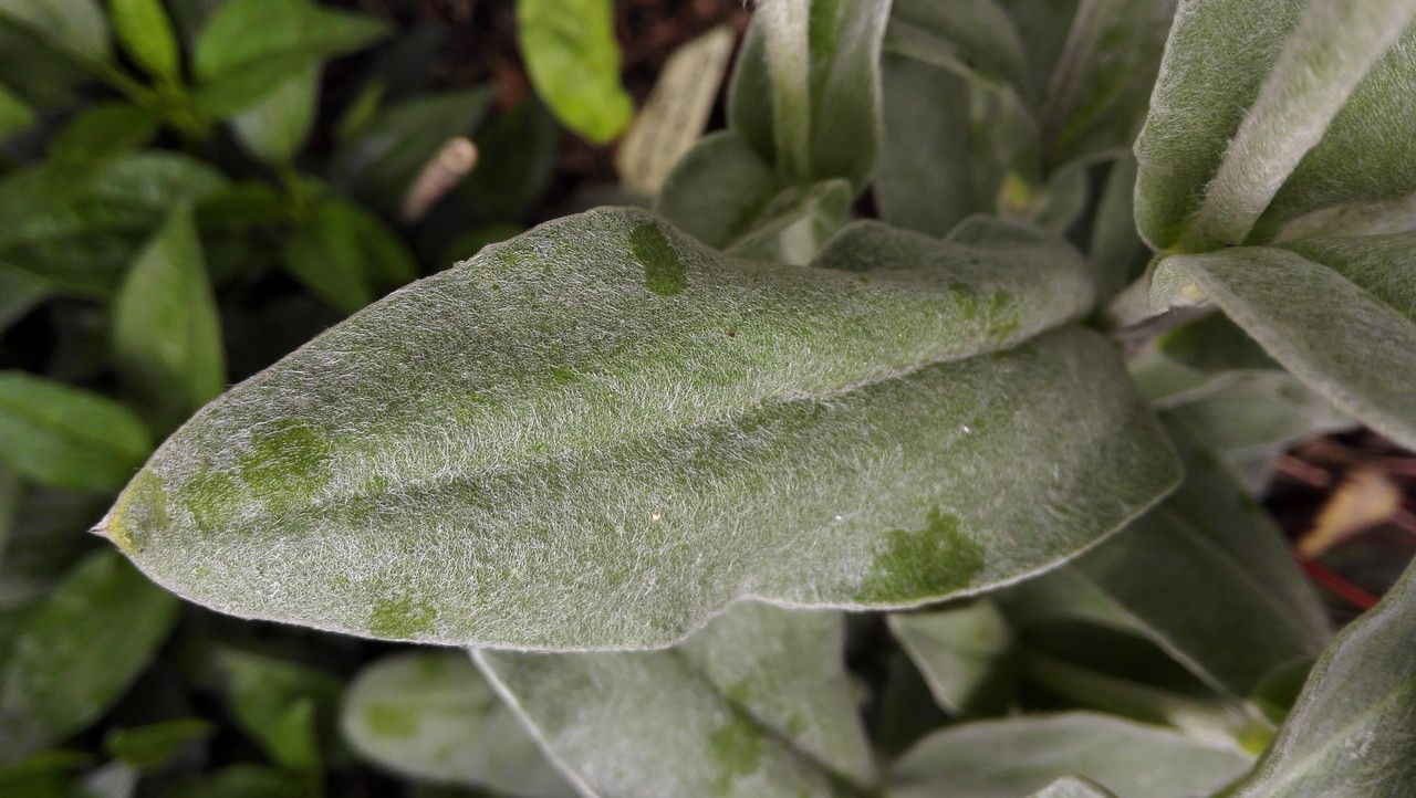 Lychnis coronaria leaf