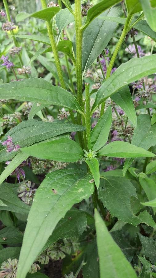 Echinacea pallida leaf