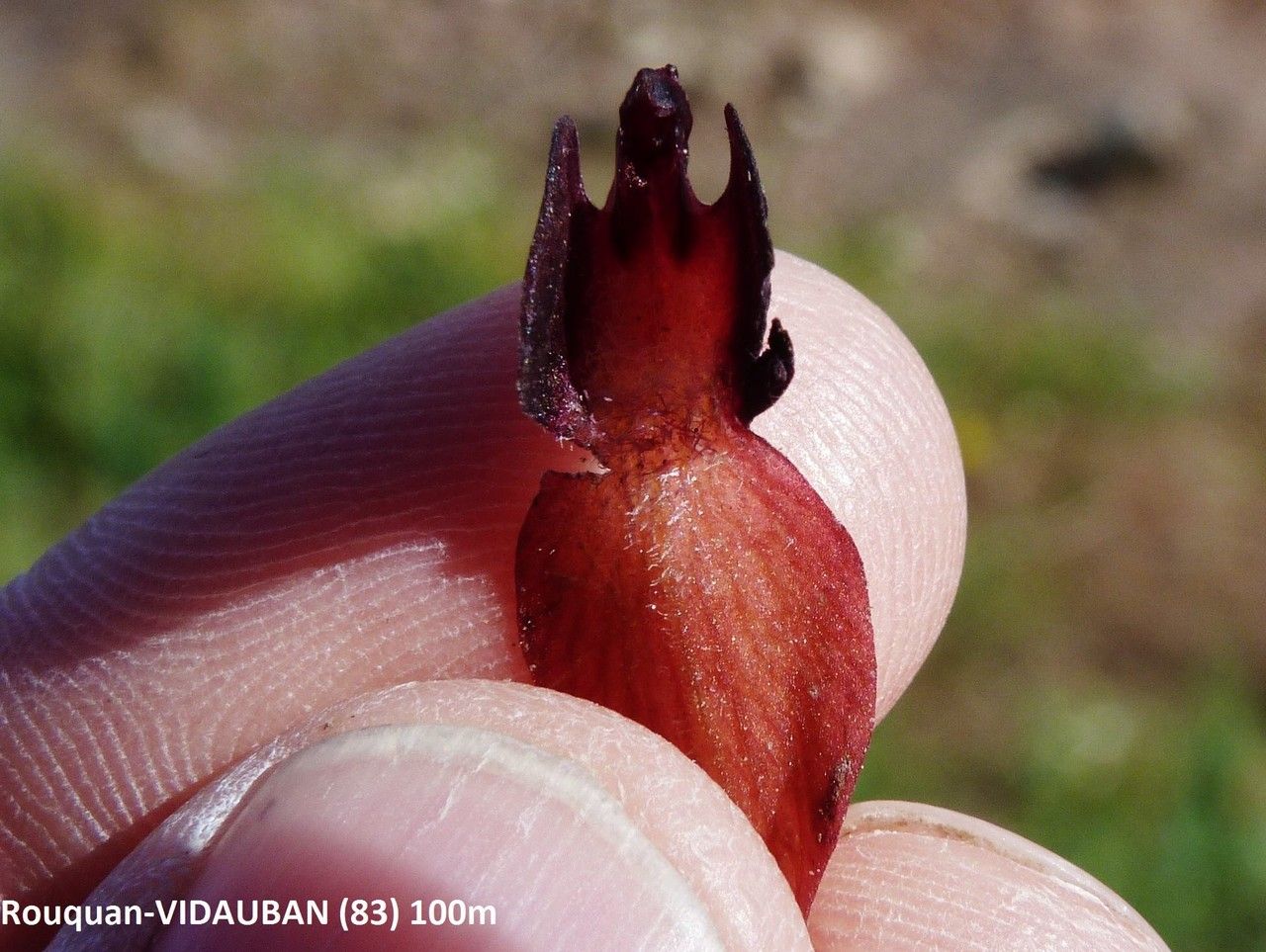 Serapias strictiflora fruit