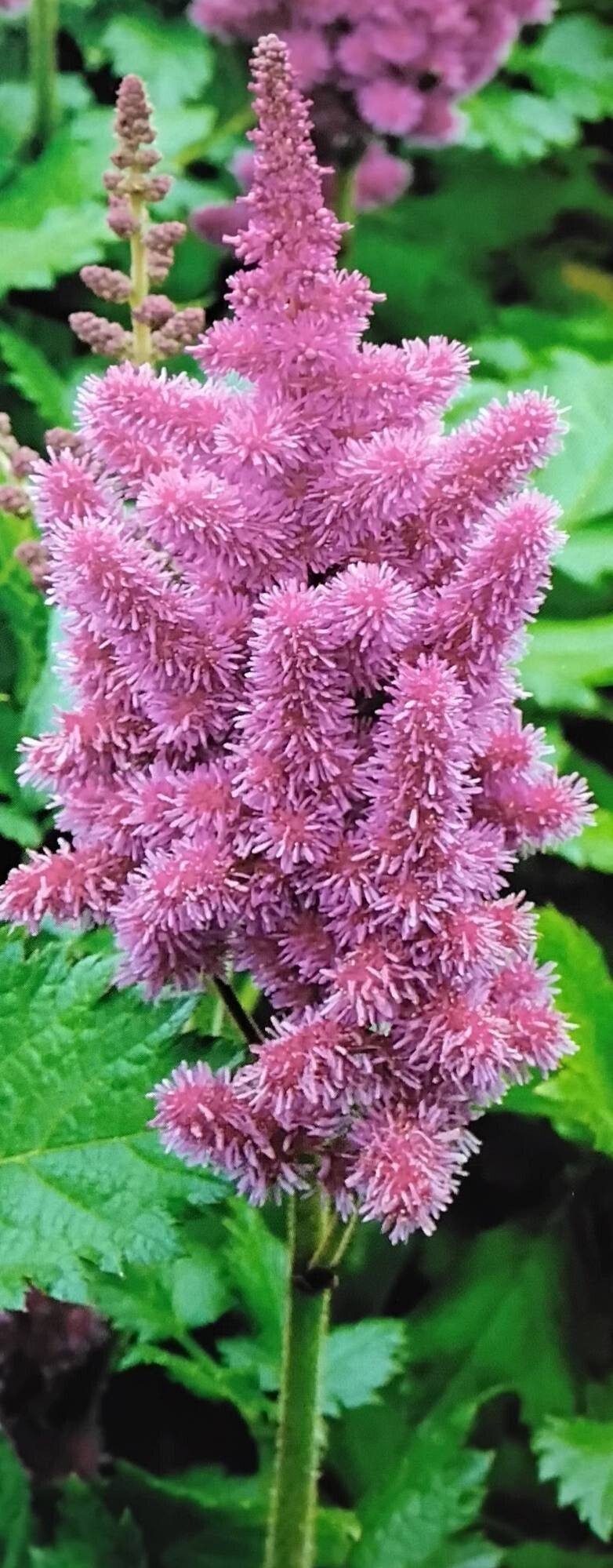 Astilbe chinensis flower