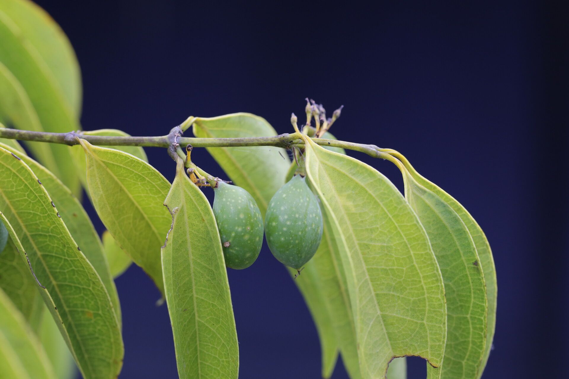 Strychnos xantha fruit