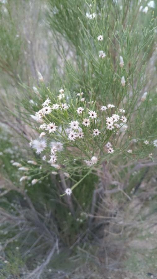 Baccharis sarothroides fruit