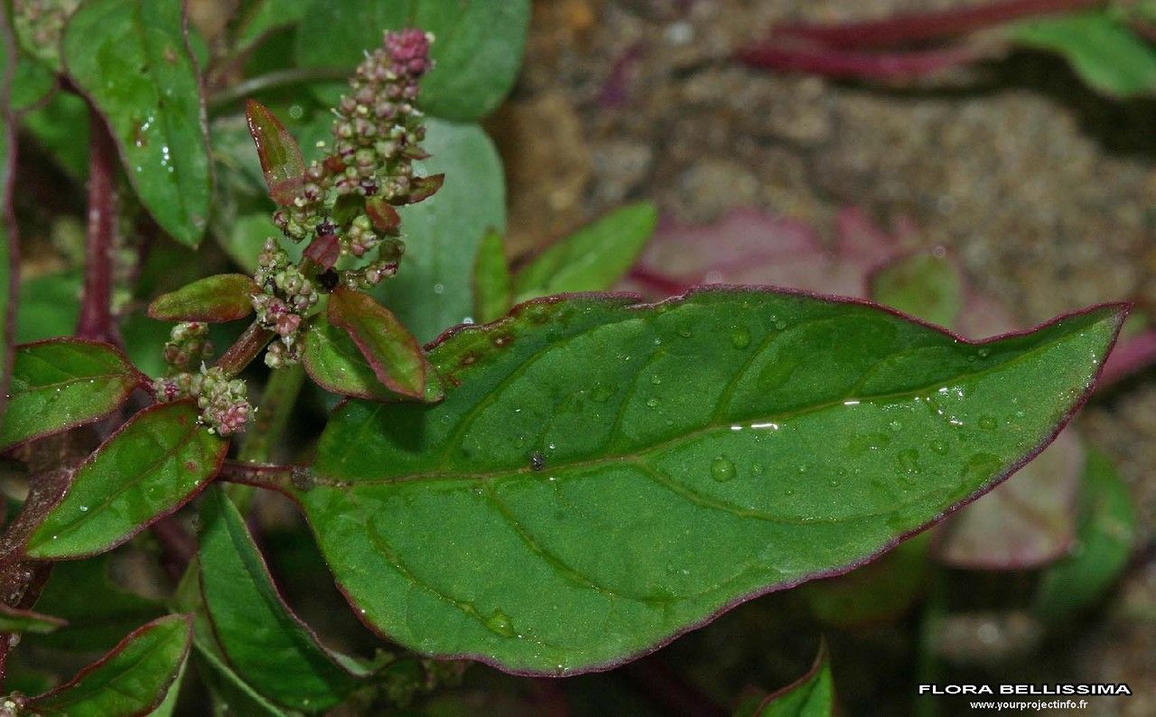 Chenopodium polyspermum — search result for 'Chenopodium'