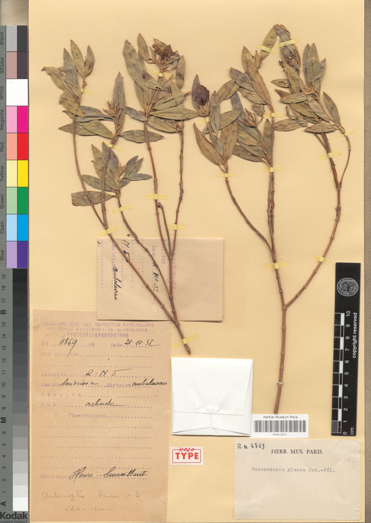 Rousseauxia glauca — related species from the same genus