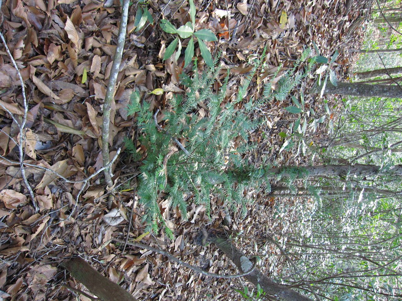 Taxus floridana habit