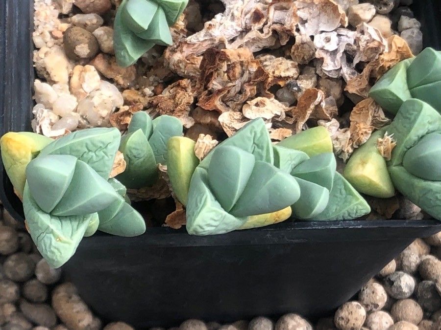 Gibbaeum petrense — houseplant care guide