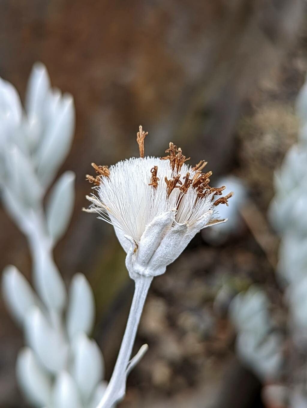 Caputia tomentosa fruit