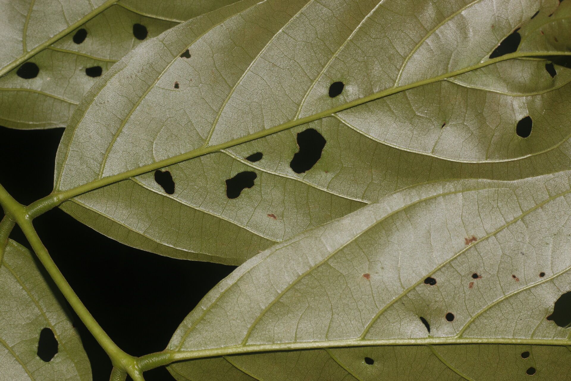 Lonchocarpus brenesii leaf