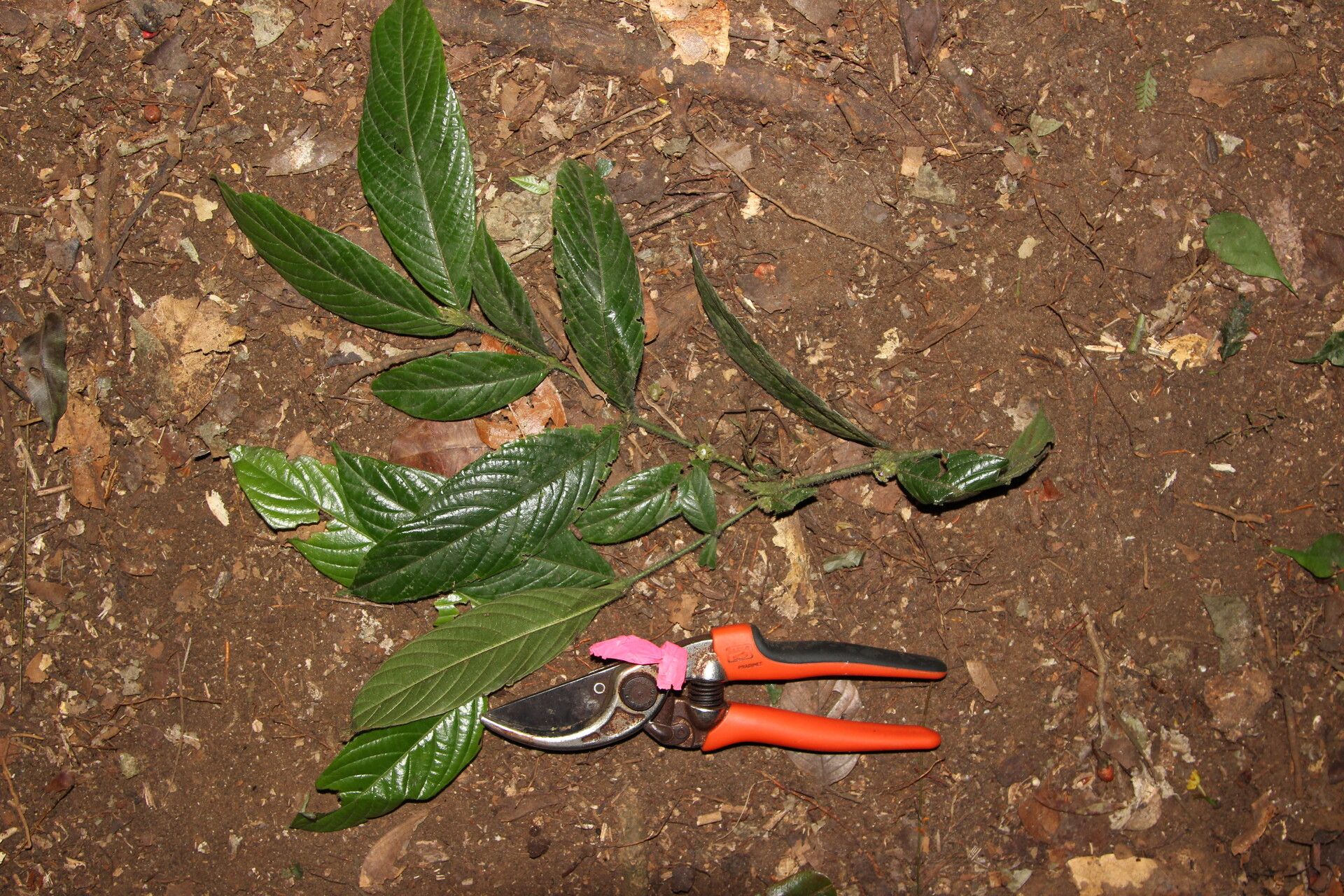 Pauridiantha schumannii habit